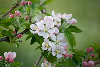 Close-up of pink apple blossoms on a tree branch