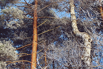 Low angle view of frost-covered pine and birch trees against blue sky