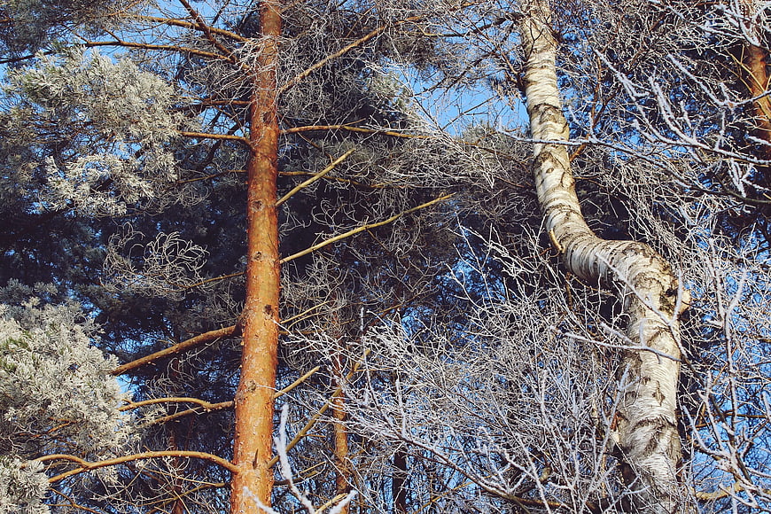 Low angle view of frost-covered pine and birch trees against blue sky