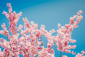 Pink Cherry Blossoms Blooming Against Clear Blue Sky