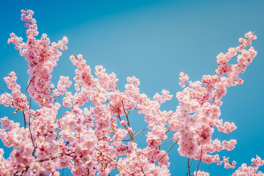 Pink Cherry Blossoms Blooming Against Clear Blue Sky