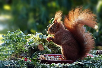 Red Squirrel Eating Seeds From A Bowl In A Winter Garden