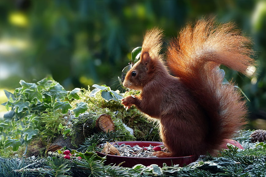 Red Squirrel Eating Seeds From A Bowl In A Winter Garden