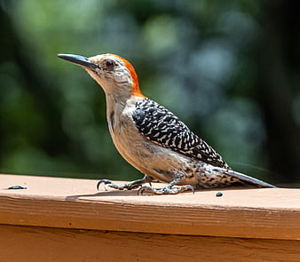 Red-bellied Woodpecker Perched on Wooden Deck Railing