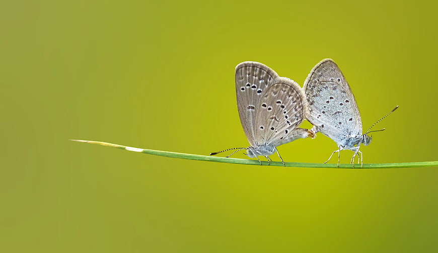 Two mating butterflies on a green grass stem