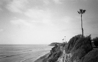 Vintage Black and White Coastal Cliff with Palm Trees