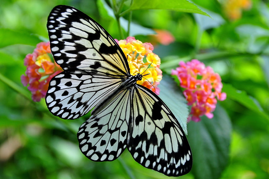 White Tree Nymph Butterfly on Colorful Lantana Flower