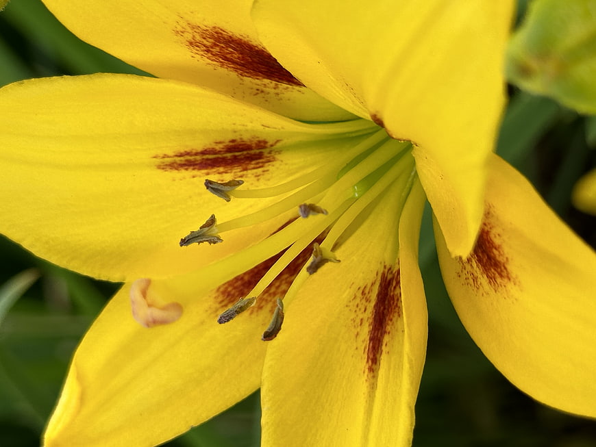 Close-up of a vibrant yellow lily with brown speckles