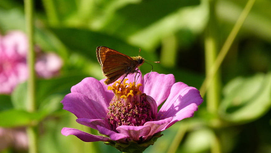 Skipper butterfly on purple zinnia flower in garden