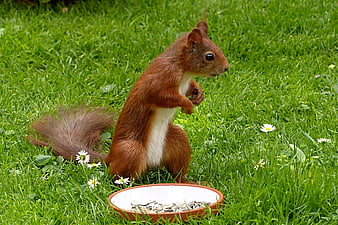 Red squirrel eating seeds on green grass