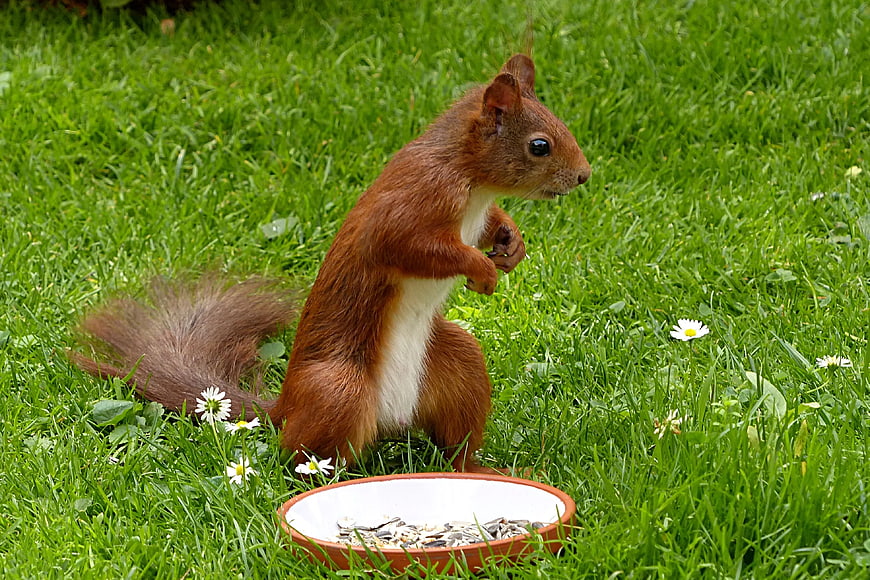 Red squirrel eating seeds on green grass