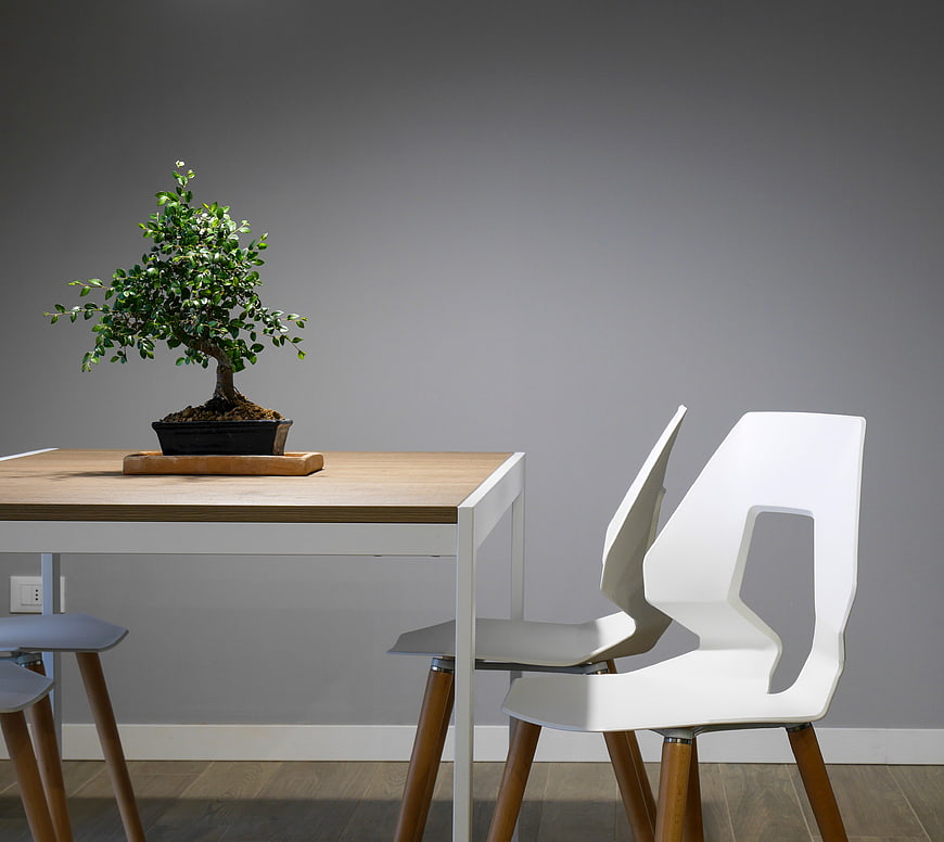 Modern Dining Room with Bonsai Tree and White Chairs