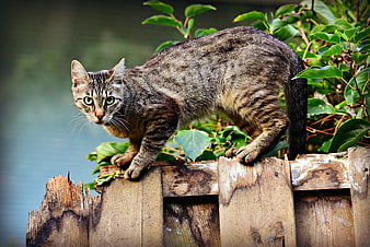 Tabby Cat Walking On Weathered Wooden Fence