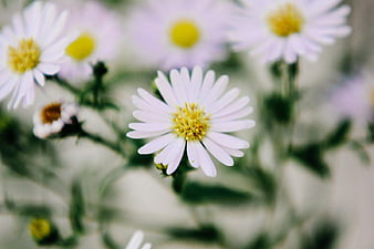 Closeup of delicate white aster flowers with yellow centers