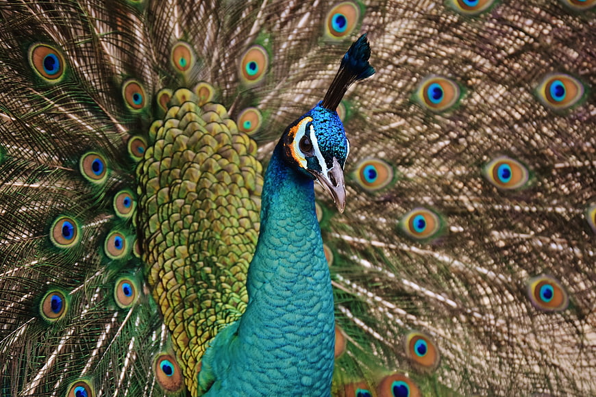 Close-up of a male peacock displaying vibrant blue and green plumage