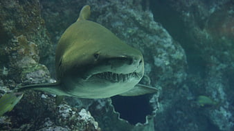 Close-up of a shark swimming near a rocky underwater reef