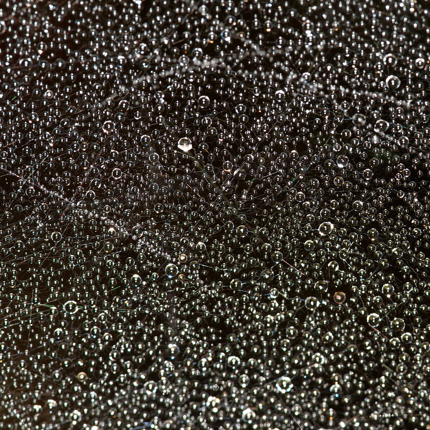 Macro photography of dew drops on a spider web