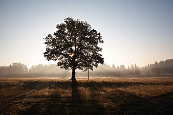 Lone tree in misty field at sunrise