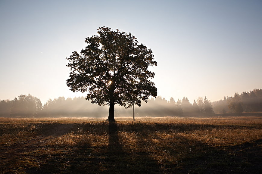 Lone tree in misty field at sunrise