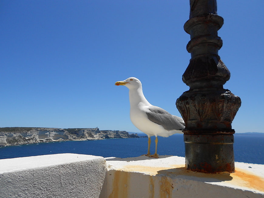 Seagull standing on white ledge overlooking blue sea and coastal cliffs