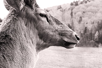 Close-up black and white profile of a deer in nature