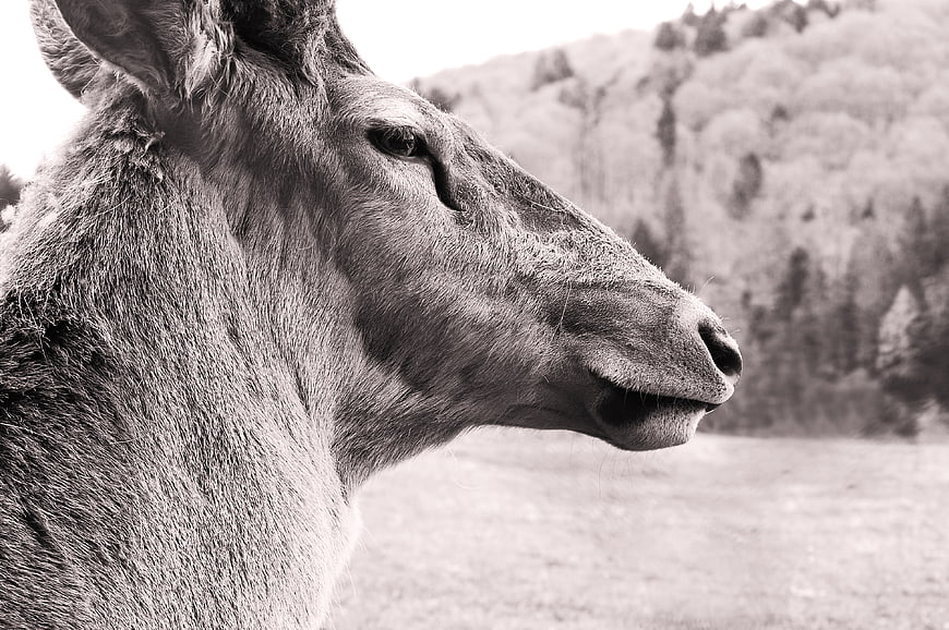 Close-up black and white profile of a deer in nature