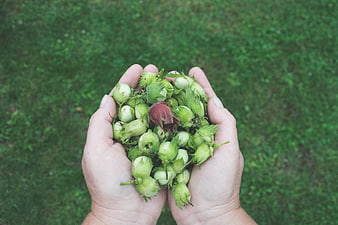 Hands holding fresh green hazelnuts on grass background