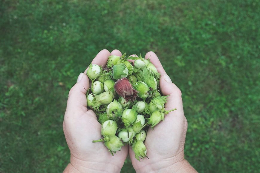 Hands holding fresh green hazelnuts on grass background