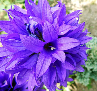 Close-up of vibrant purple Campanula flower cluster