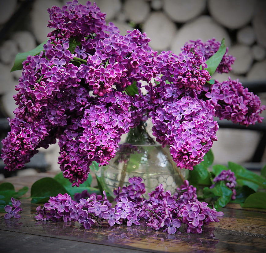 Purple Lilac Flowers In Glass Vase On Wooden Table
