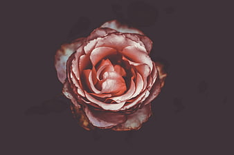 Vintage Rose on Dark Background