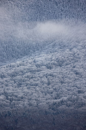 Snow-covered mountain forest with misty clouds