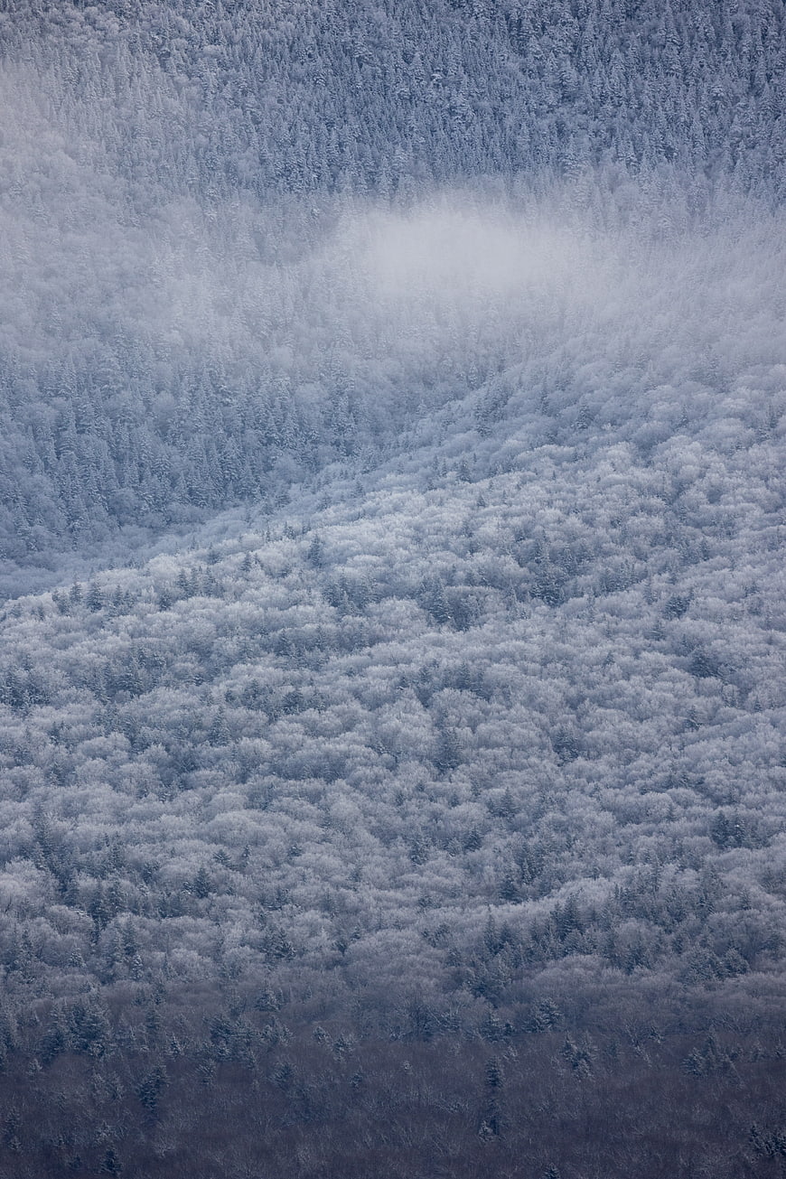 Snow-covered mountain forest with misty clouds