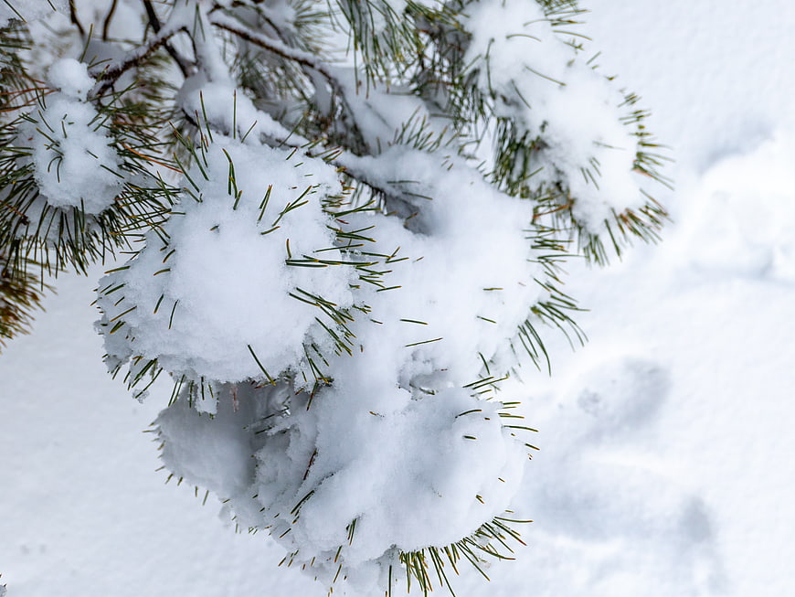 Close-up of Snow-Covered Pine Branches in Winter