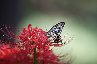 Swallowtail Butterfly on Red Spider Lily