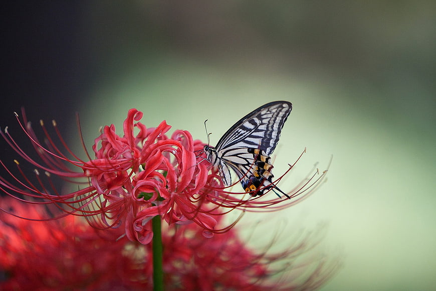 Swallowtail Butterfly on Red Spider Lily