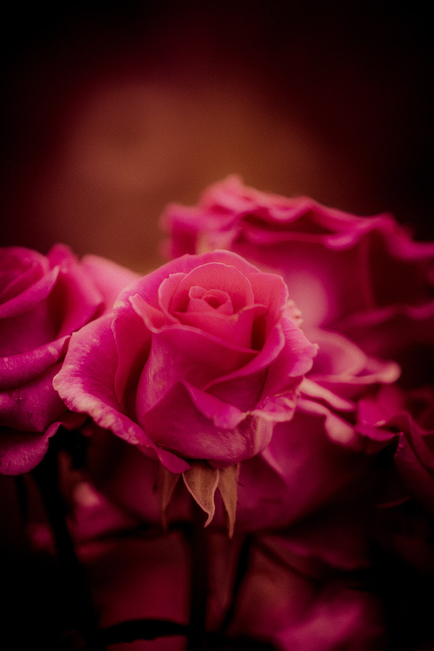 Close-up of vibrant pink roses with soft bokeh background