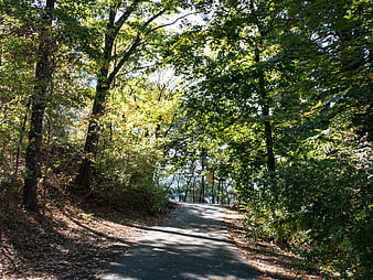 Sunlit paved path winding through green forest park