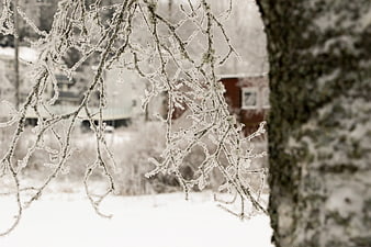 Frosty tree branches in winter landscape with blurred house