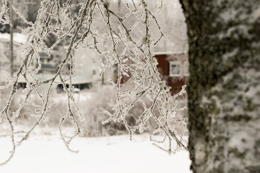 Frosty tree branches in winter landscape with blurred house