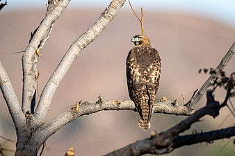 Red-tailed Hawk Perched on Tree Branch in Nature