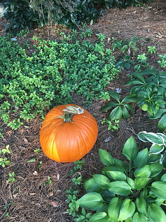 Orange Pumpkin on Pine Straw Garden Bed