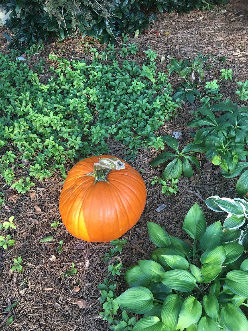 Orange Pumpkin on Pine Straw Garden Bed