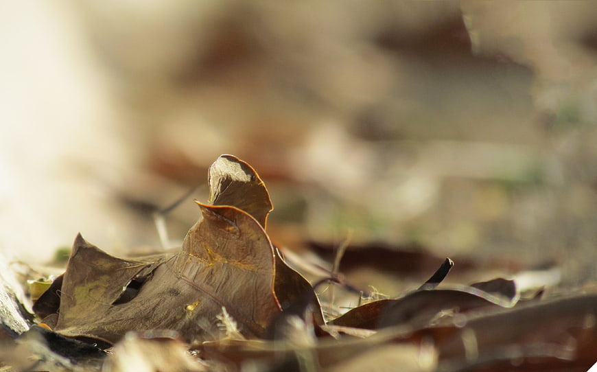 Close-up of dried brown autumn leaf on forest floor