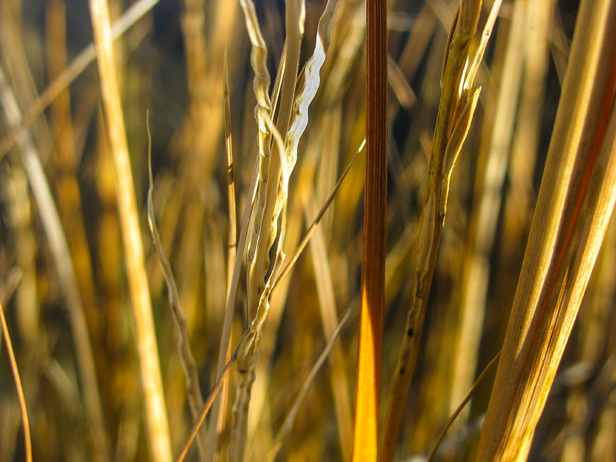 Close-up of golden wheat stalks in sunlight