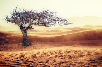 Lone wind-swept tree in golden desert dunes