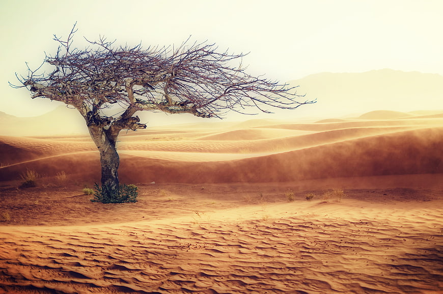 Lone wind-swept tree in golden desert dunes