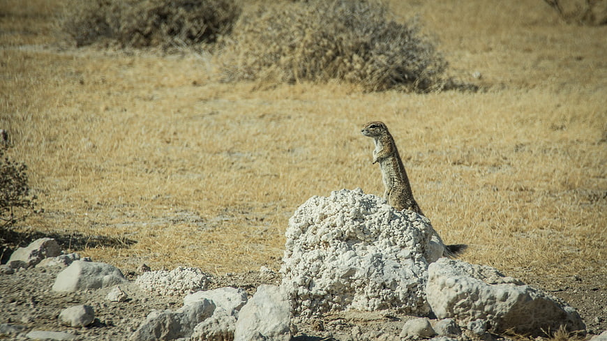 Ground Squirrel Standing on Rock in Dry African Savanna