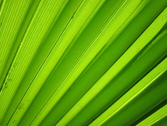 Close-up of vibrant green palm leaf texture with diagonal lines