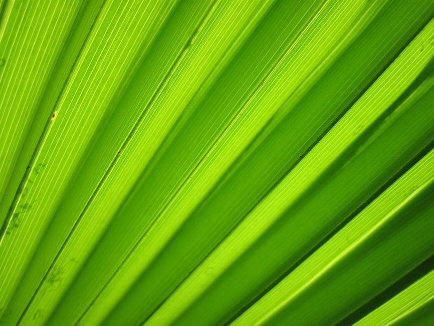 Close-up of vibrant green palm leaf texture with diagonal lines